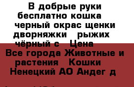 В добрые руки бесплатно,кошка,2.5черный окрас,щенки дворняжки,3 рыжих 1 чёрный,с › Цена ­ - - Все города Животные и растения » Кошки   . Ненецкий АО,Андег д.